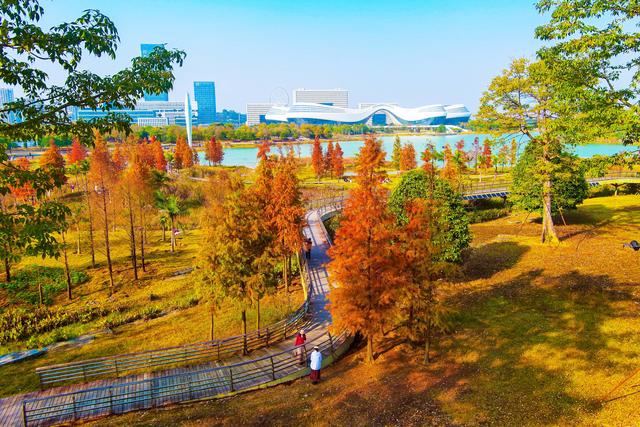 柳州龙湖公园的水衫红了!把冬天装扮得超美!你来打卡了吗?