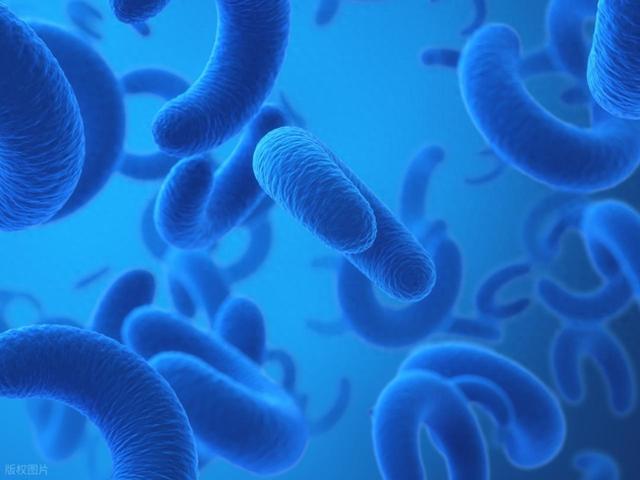 细菌的隐形模式隐藏着信息，直到被正确的生化物质触发才会显现