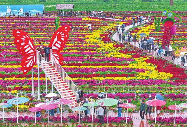 赏菊