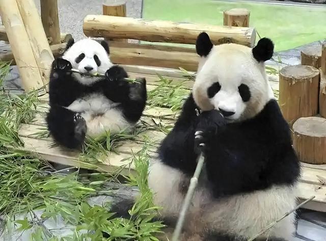 胆大包天！台当局要将中国国宝献给日本？国台办撂下狠话