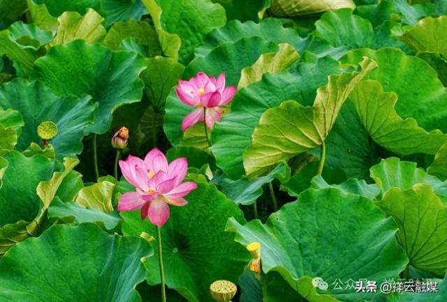 旅居祥云 | 青海湖畔荷韵流芳