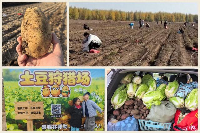蓝媒热评丨内蒙古“捡秋”成风潮 保持本色的“体验经济”更动人