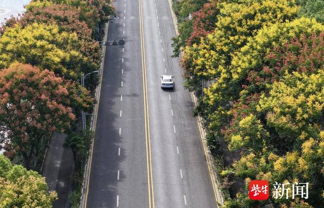 花容悦貌｜美！南京浦口“栾树大道”秋色藏不住