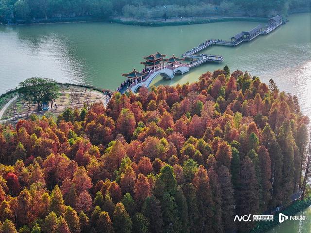 肇庆最大落羽杉群进入最佳观赏期，不妨乘一艘玻璃船入画游