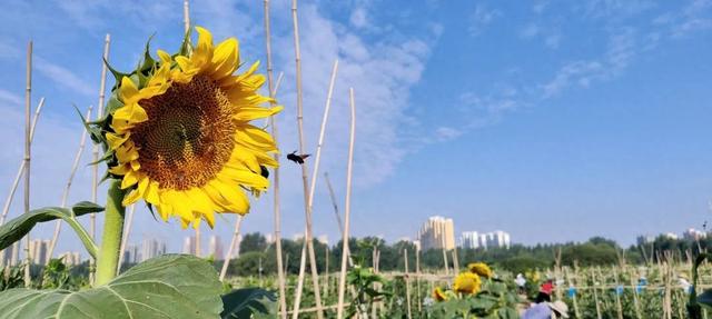 一路向阳！盛夏中的向日葵花开美景，让你的夏日记忆更绚烂！
