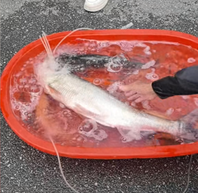 100多斤的翘嘴鱼 100多斤的翘嘴鱼多少钱