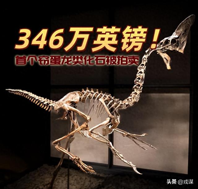 346万英镑买火鸡？恐龙新物种被拍走！古生物学家：别抢科研宝藏