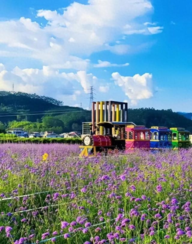 漳州也有“普罗旺斯”花海了！