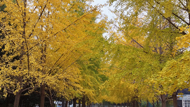 满城尽带“黄金甲” 来西安高新区邂逅“银杏的幸福时光”