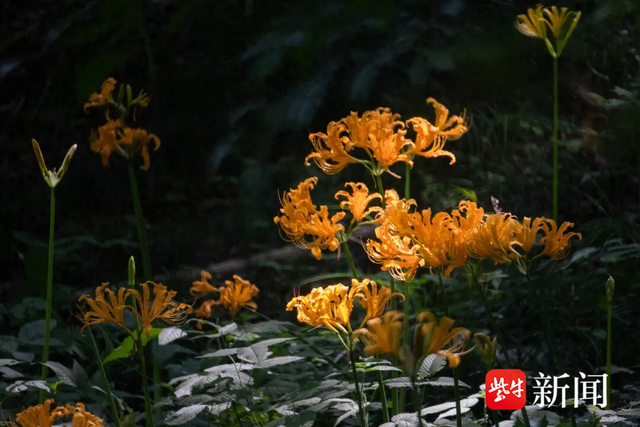 宝华山国家森林公园七夕免费开放，多重浪漫活动开启