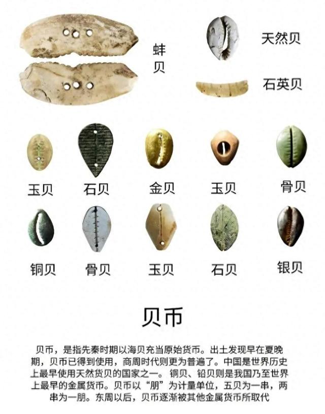 贝壳像什么东西（古代贝壳钱为啥没人去海边捡到暴富）