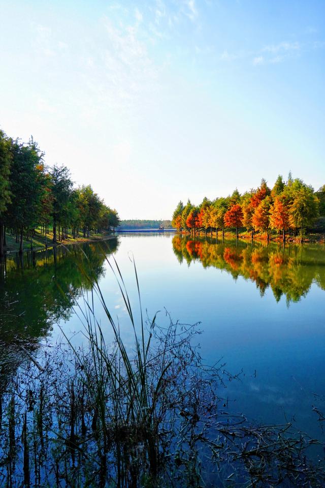 合肥滨湖国家森林公园千亩红杉林进入最佳观赏期