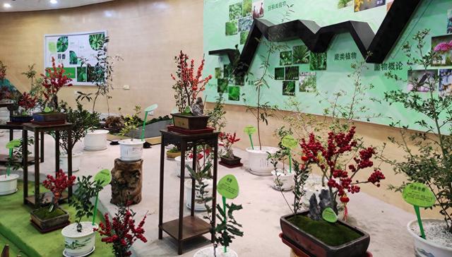 快来打卡！惠州植物园展出200盆冬青