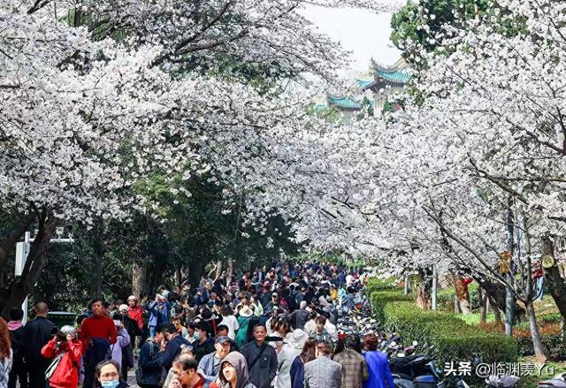 樱花校园历史版本下载（武大校园樱花的历史）