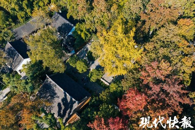 苏州天平山红枫变色率达到50%以上，五彩枫迎来最佳观赏期