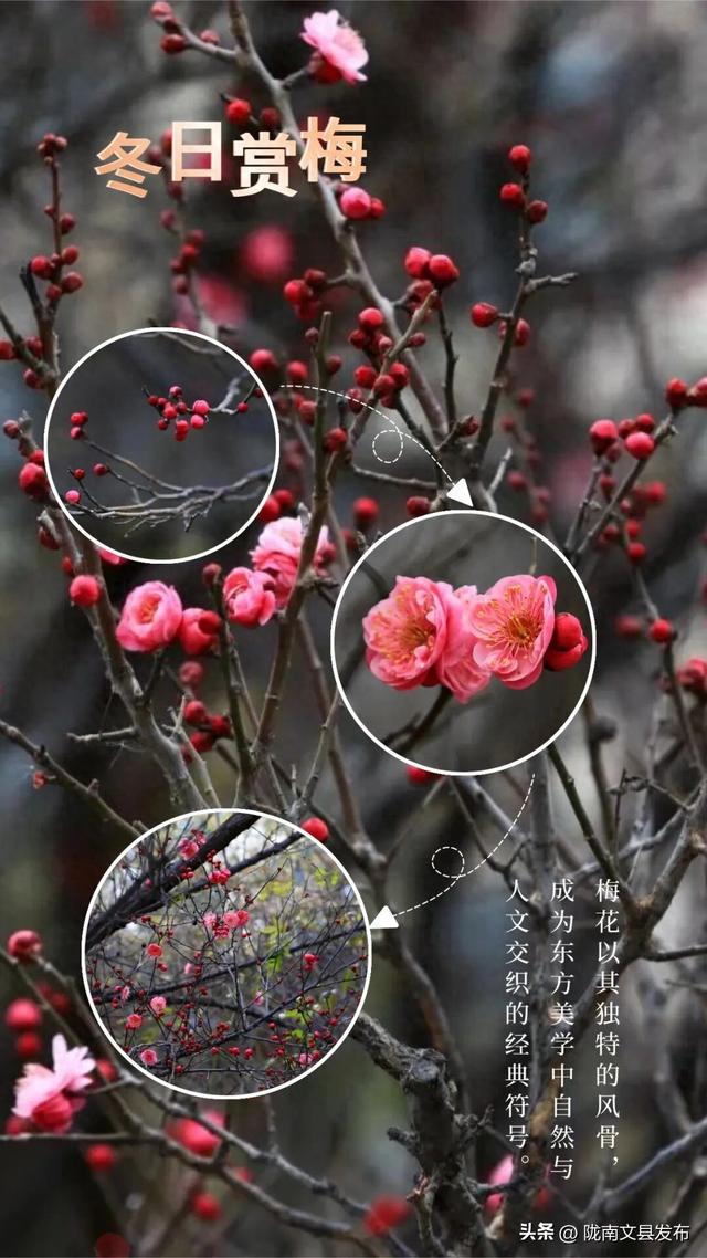 冬日“梅”景，真美！