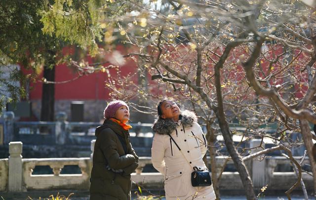 北京卧佛寺：古刹寻梅