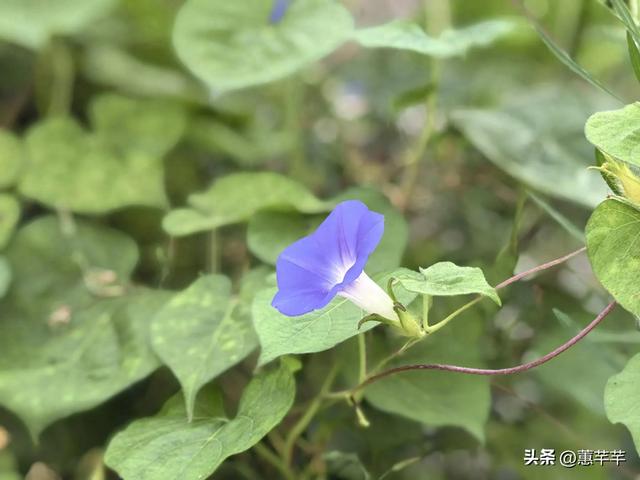 知世故而不世故的意思是什么（知世故而不世故）