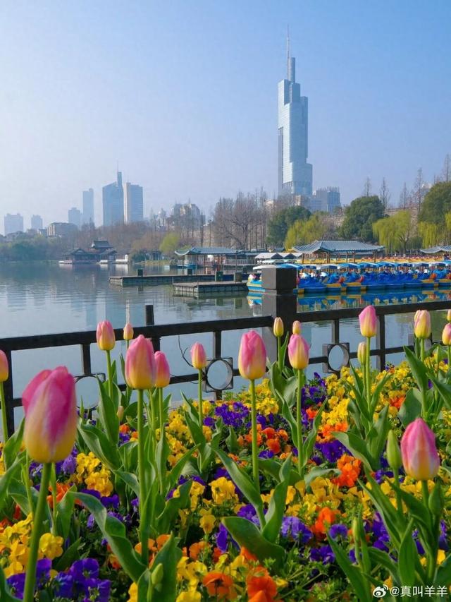 南京郁金香，最新消息