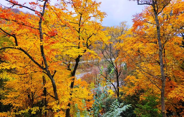 邂逅醉美秋色！广元66.7平方公里彩林美极了，漫山红叶如梦如幻！