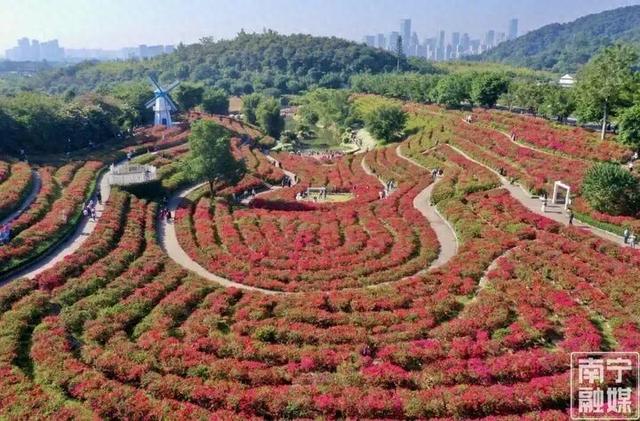 冬季赏花，青秀山和你浪漫相约