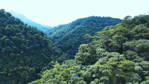 隐藏玩法大公开！鼎湖山超火的研学游来了！等你探秘↘