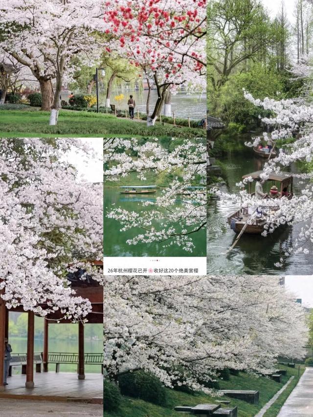六万株樱花正在开放！就在杭州！这里真的美到不行……