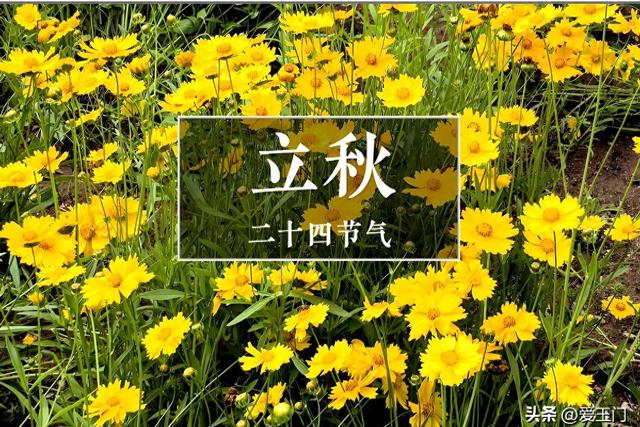 “上午立秋，冷飕飕；下午立秋，热死牛”，今年立秋在哪？热吗？