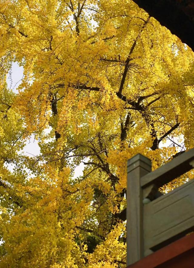 冬访信江书院：一株银杏染金，古院藏尽温柔