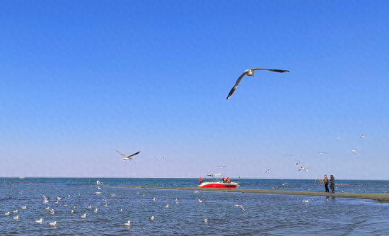 博斯腾湖环湖公路数千水鸟与游客同框 生态美景成打卡热点