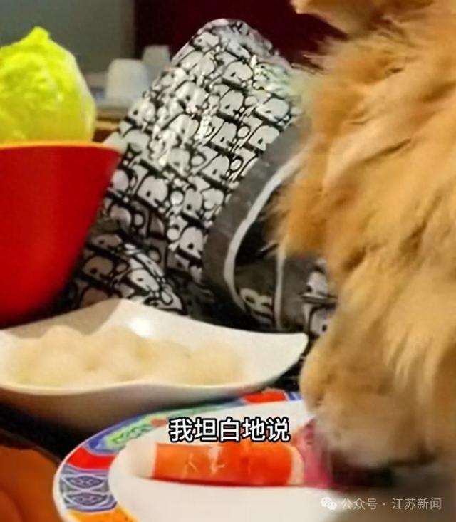 北京一餐厅内女子让宠物狗上桌舔盘吃肉，还发视频夸：连盘底都舔了，太厉害了！涉事饭店回应