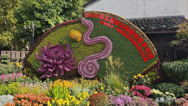 拱墅区菊花展分会场，无需预约无需门票，逛桥西历史直接赏菊花