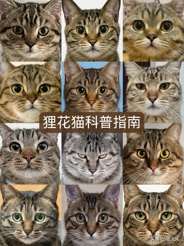 战神猫咪破解版（中华狸花猫深度科普本土猫界战神）