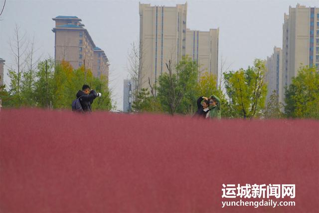 山西运城：粉黛如梦映尧园 秋日花海引客来
