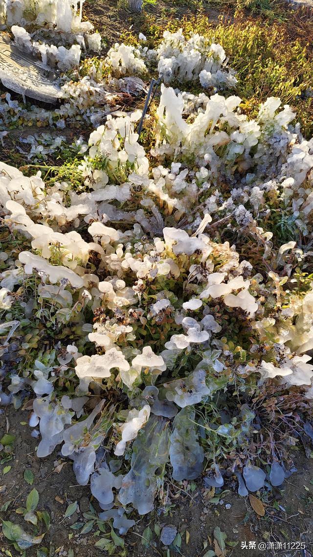 额济纳今年没有金胡杨，有的是创新的套路（1）