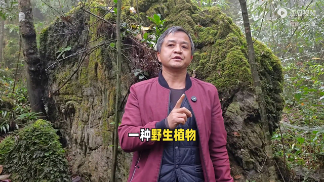 岩黄连的价格一般是多少？（神秘植物岩黄连）