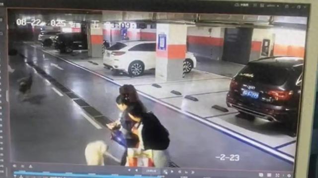 小区停车场2只未拴绳大狗叫着冲向6个月孕妇，当事人：狗主人没有一句道歉，已报警