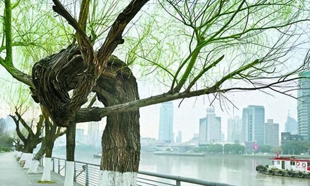 姚江边的那棵柳树