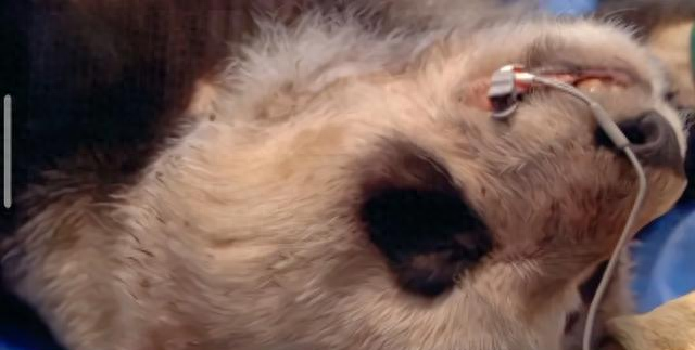 5岁半在野外被同类打死，奶爸一夜白头