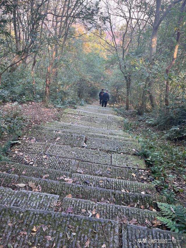 最好的爱就是陪伴——之深山里的柿子树