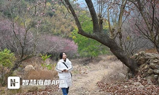 “梅”好限定！闽侯关中村百余亩古梅迎来观赏期