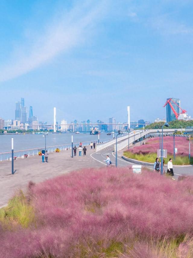 上海市区人少免费的绝美粉黛花海！还能与陆家嘴三件套同框→