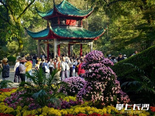 万菊绘麓山 秋韵满亭台｜组图