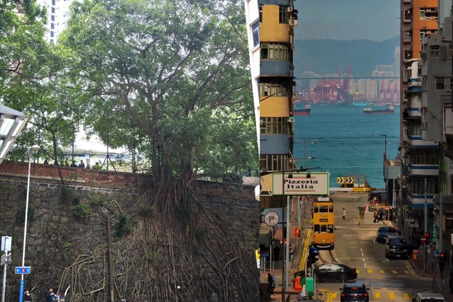 百年石墙，一树共生，香港石墙树与城市的百年对话