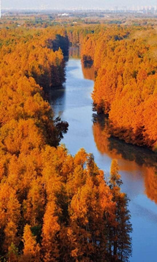 魔都最大水杉林，开始红了！