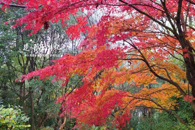 绍兴上虞的绚丽秋色，堪称封神的红枫园林胜境，比风景油画还要美