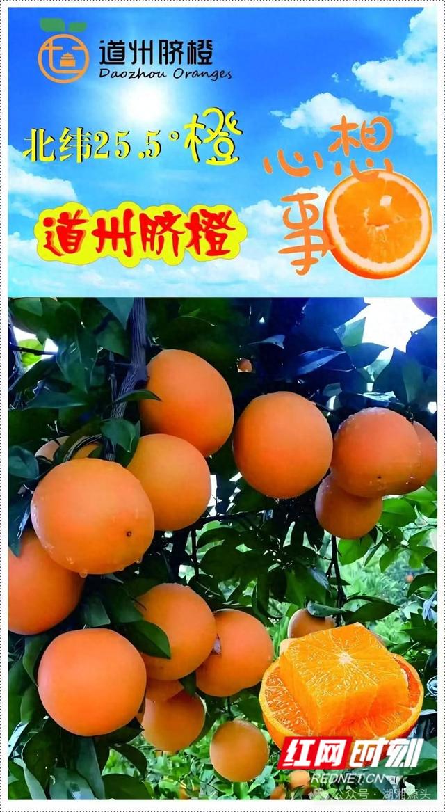 文化永州丨嶷山阿云：道州脐橙的甜之密码