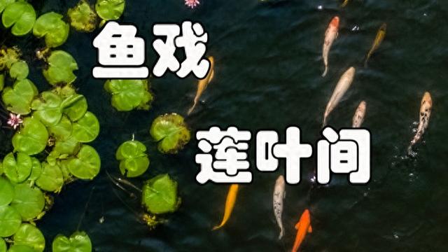 鱼戏莲叶间 夏日江南限定美景图丨新民印象