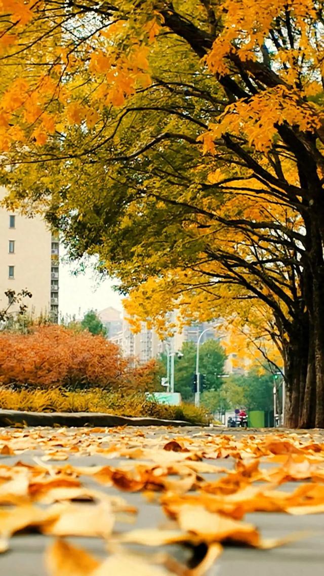 黄金大道秋意浓，石景山这条路进入最佳观赏期！