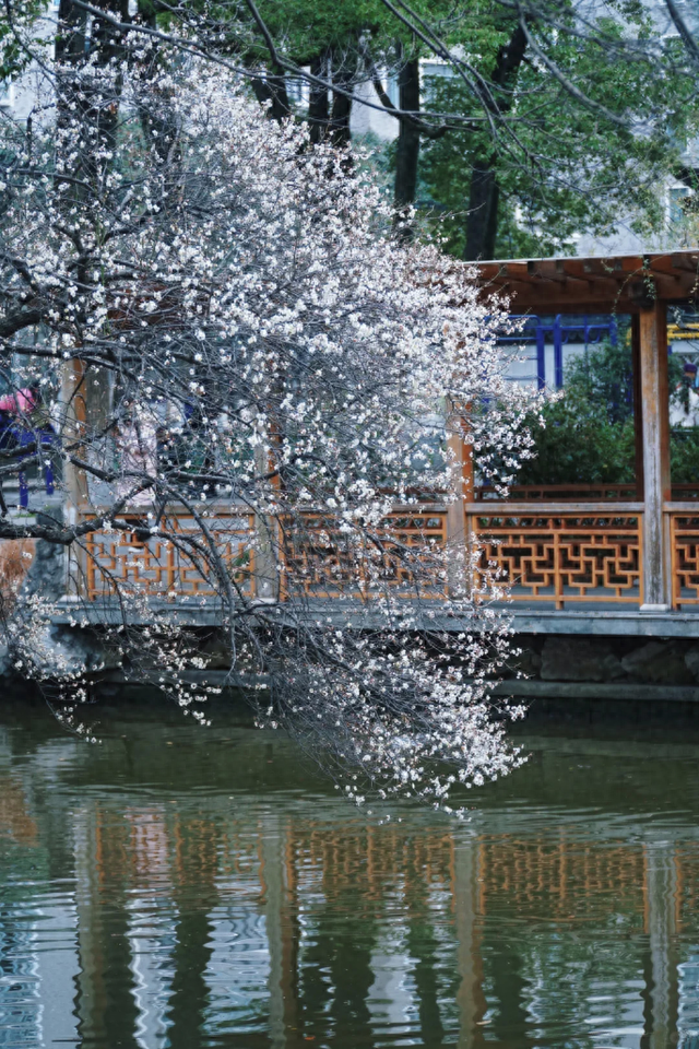 临水白梅盛开！在上海这个公园免费打卡→